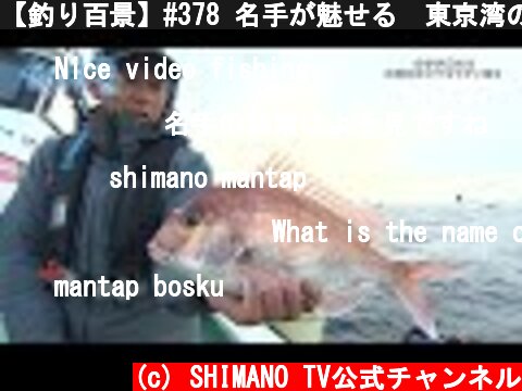 【釣り百景】#378 名手が魅せる　東京湾のコマセマダイ釣り  (c) SHIMANO TV公式チャンネル